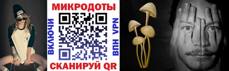 Псилоцибиновые грибы Psilocybine cubensis  omg   Новороссийск 